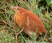 野鳥スポットめぐり